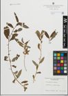 Foto von Salix geyeriana Andersson